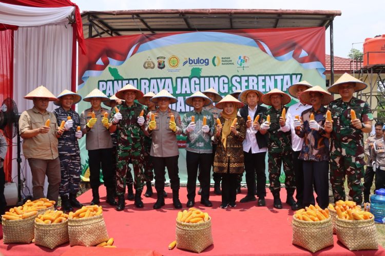 Kapolda dan Pangdam Pimpin Panen Raya Jagung di Pringsewu, Dorong Swasembada Pangan Nasional