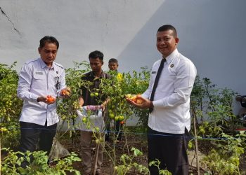Lapas Kalianda Panen Tomat Segar: Bukti Nyata Pembinaan Warga Binaan Berbuah Manis dan Dukung Ketahanan Pangan