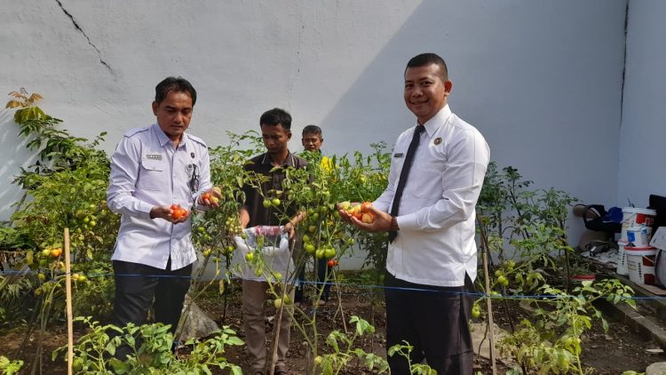 Lapas Kalianda Panen Tomat Segar: Bukti Nyata Pembinaan Warga Binaan Berbuah Manis dan Dukung Ketahanan Pangan