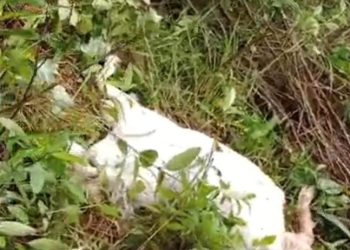 Heboh di Pematang Sawa: Kambing Warga Dimangsa Hewan Buas Diduga Beruang