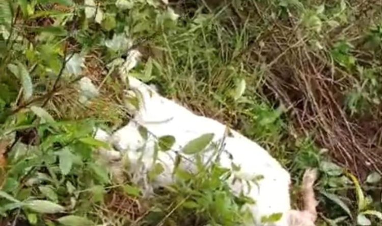 Heboh di Pematang Sawa: Kambing Warga Dimangsa Hewan Buas Diduga Beruang