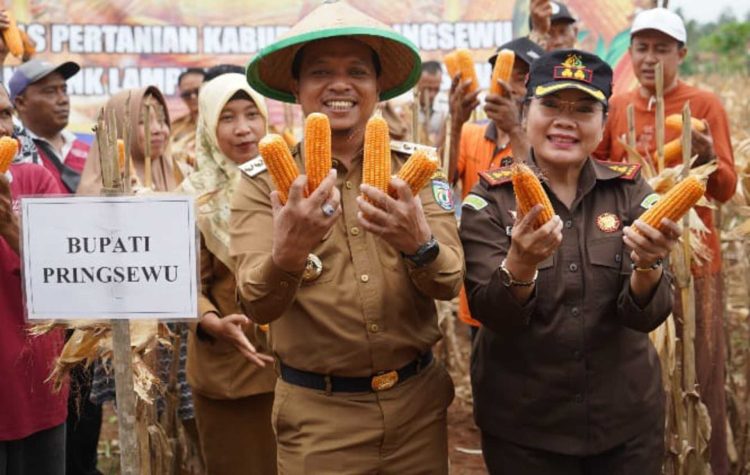 Jagung Pringsewu Jadi Primadona, Bupati Ungkap Strategi Tingkatkan Kesejahteraan Petani