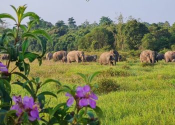 Sawah Warga Terancam, TN Way Kambas Perkuat Mitigasi Gajah Liar dengan Tanggul Panjang