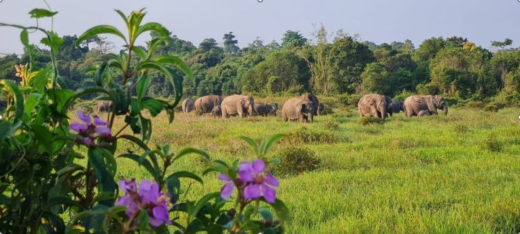 Sawah Warga Terancam, TN Way Kambas Perkuat Mitigasi Gajah Liar dengan Tanggul Panjang