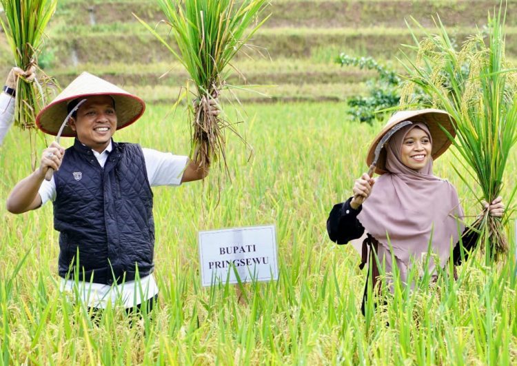 Pemkab Pringsewu Kembangkan Kawasan Padi Sehat Seluas 7 Hektare di Sukoharjo