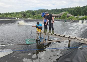 Dari Limbah Organik ke Pakan Udang, Inovasi Serangga Jadi Terobosan