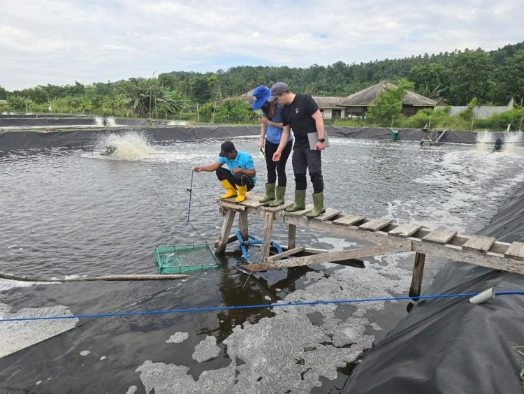 Dari Limbah Organik ke Pakan Udang, Inovasi Serangga Jadi Terobosan