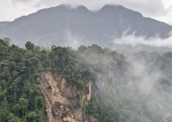 Kondisi Hutan Rajabasa Mengkhawatirkan, LSM Desak Evaluasi Total
