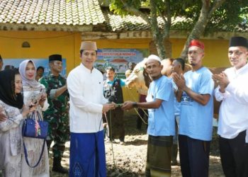 Antusias Warga Sambut Bantuan Sapi Kurban Presiden di Desa Karang Sari