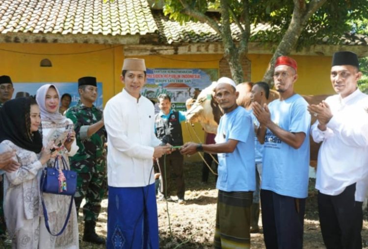 Antusias Warga Sambut Bantuan Sapi Kurban Presiden di Desa Karang Sari