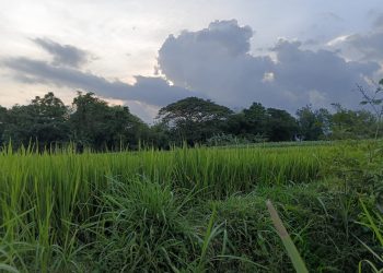 Bisikan Anak Setan di Balik Sejuknya Rimba