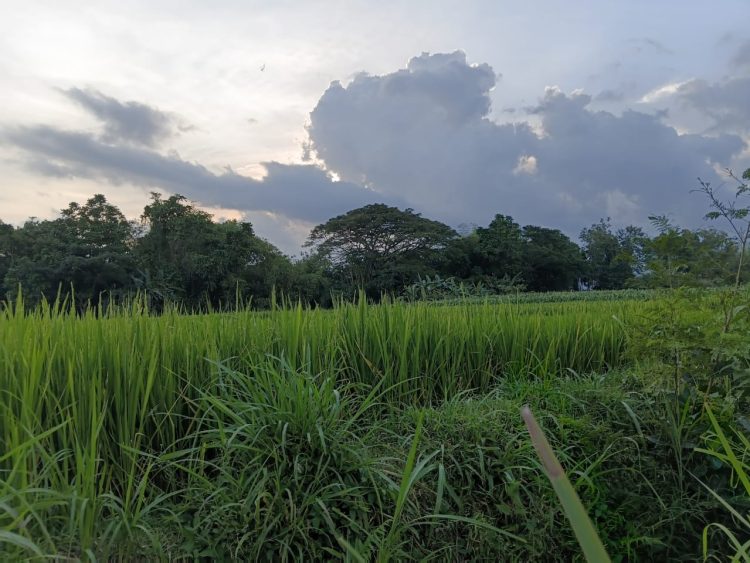 Bisikan Anak Setan di Balik Sejuknya Rimba