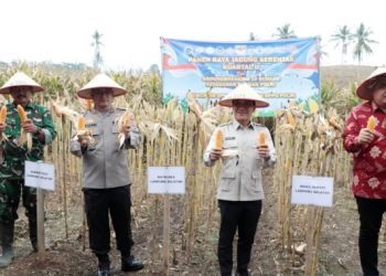 Lampung Selatan Dukung Swasembada Pangan Melalui Panen Jagung Serentak Nasional