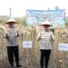Lampung Selatan Dukung Swasembada Pangan Melalui Panen Jagung Serentak Nasional