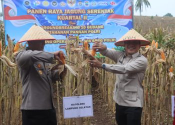 Forkopimda Lampung Selatan Kompak Panen Jagung Bersama di Kalianda