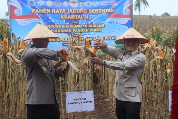 Forkopimda Lampung Selatan Kompak Panen Jagung Bersama di Kalianda