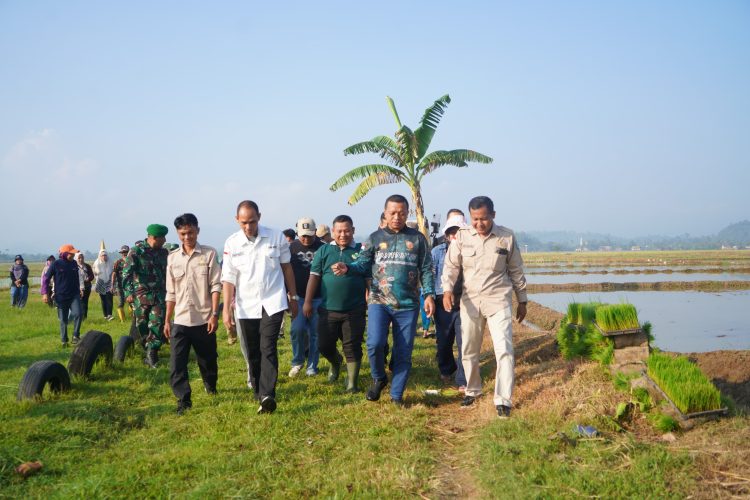 Corporate Farming Resmi Dimulai di Pringsewu, Petani Diajak Lebih Kolaboratif