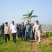 Corporate Farming Resmi Dimulai di Pringsewu, Petani Diajak Lebih Kolaboratif