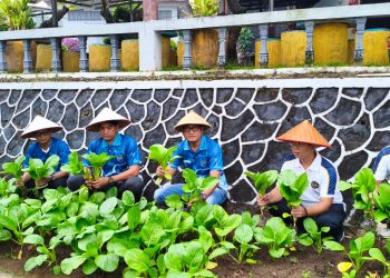 Program Kemandirian Berbuah Hasil, Panen Sawi di Lapas Kalianda Dukung Kebutuhan Dapur