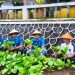 Program Kemandirian Berbuah Hasil, Panen Sawi di Lapas Kalianda Dukung Kebutuhan Dapur