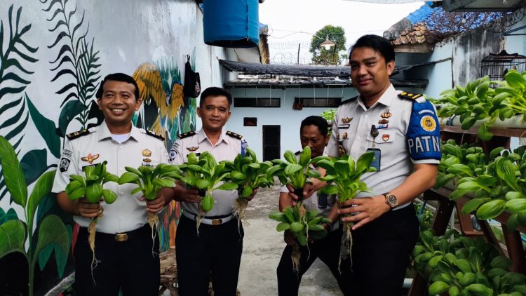 Lapas Kalianda Optimalkan Lahan Pertanian, Warga Binaan Ikut Panen Pakcoy