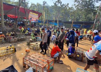 Wakapolres Pringsewu Buka Lomba Merpati Kolong Bhayangkara Cup, Antusias Peserta Membludak