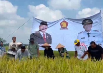 Erma Yusneli Soroti Irigasi, Pupuk, dan Harga Gabah Saat Hadiri Panen Raya di Kecamatan Natar