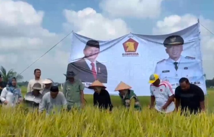 Erma Yusneli Soroti Irigasi, Pupuk, dan Harga Gabah Saat Hadiri Panen Raya di Kecamatan Natar