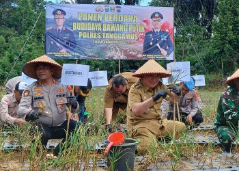 Panen Perdana Bawang Putih di Ulubelu Jadi Langkah Awal Kurangi Ketergantungan Impor