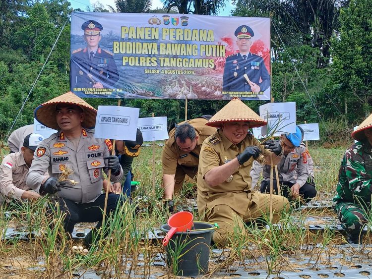 Panen Perdana Bawang Putih di Ulubelu Jadi Langkah Awal Kurangi Ketergantungan Impor