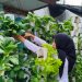 WBP Lapas Kalianda Belajar Mandiri Lewat Berkebun Vertikultur
