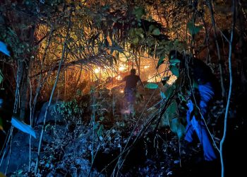Kebakaran Lahan Parerejo Mengamuk, Petugas Berjibaku di Lereng 75 Derajat