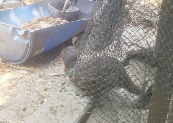 Berang-Berang Masuk Peternakan, Ikan Patin Dimangsa dan Itik Ketakutan