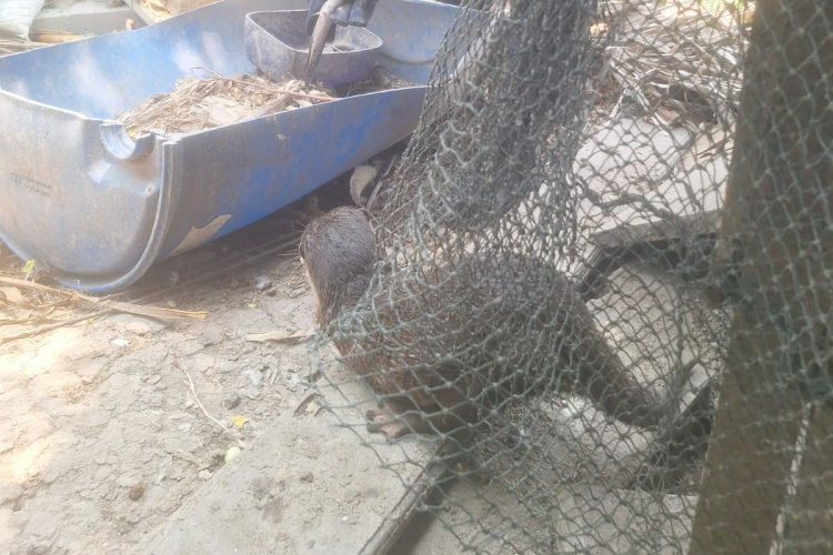 Berang-Berang Masuk Peternakan, Ikan Patin Dimangsa dan Itik Ketakutan