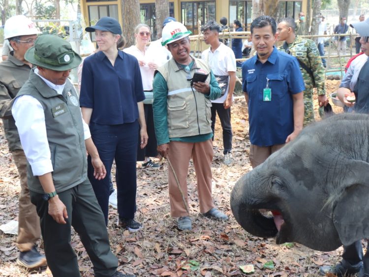 125 Ribu Hektare Kawasan TN Way Kambas Diperkuat untuk Lindungi Gajah