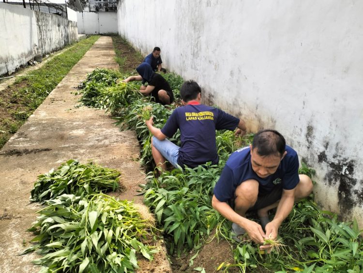 Bukan Sekadar Panen, Lapas Kalianda Bentuk Keterampilan Produktif WBP