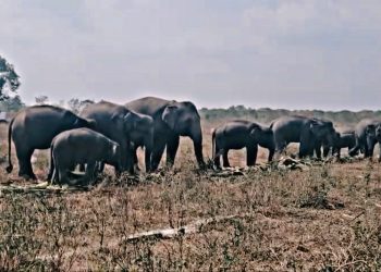 Erin dan Perjuangan Panjang Melawan Luka, Gajah Korban Jerat yang Bertahan di Way Kambas