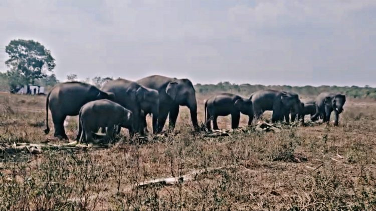 Erin dan Perjuangan Panjang Melawan Luka, Gajah Korban Jerat yang Bertahan di Way Kambas