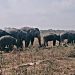 Erin dan Perjuangan Panjang Melawan Luka, Gajah Korban Jerat yang Bertahan di Way Kambas