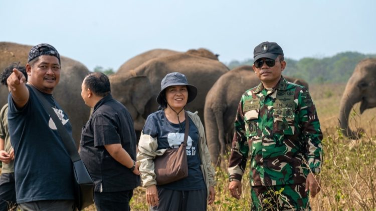 Gajah Way Kambas Menuju Kehidupan Bebas, Mahout Dilatih Tim Konservasi Thailand