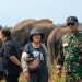 Gajah Way Kambas Menuju Kehidupan Bebas, Mahout Dilatih Tim Konservasi Thailand