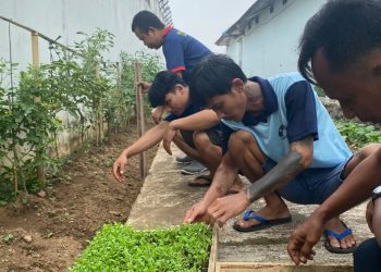Tak Sekadar Menjalani Pembinaan, Warga Binaan Lapas Kalianda Belajar Bertani Pakcoy