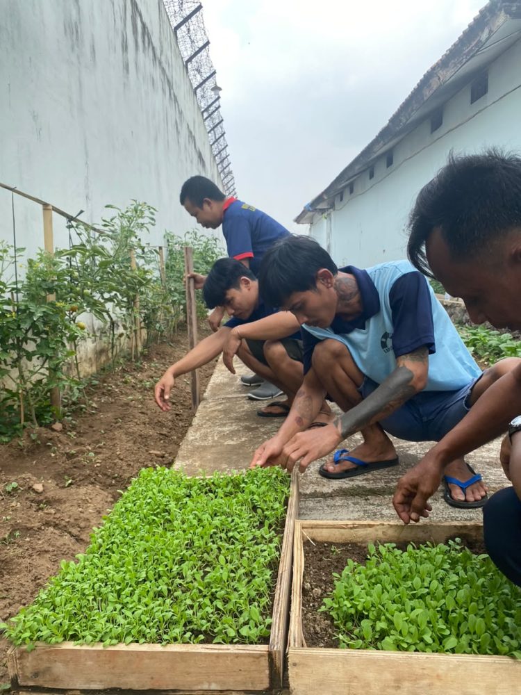 Tak Sekadar Menjalani Pembinaan, Warga Binaan Lapas Kalianda Belajar Bertani Pakcoy