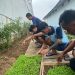 Tak Sekadar Menjalani Pembinaan, Warga Binaan Lapas Kalianda Belajar Bertani Pakcoy